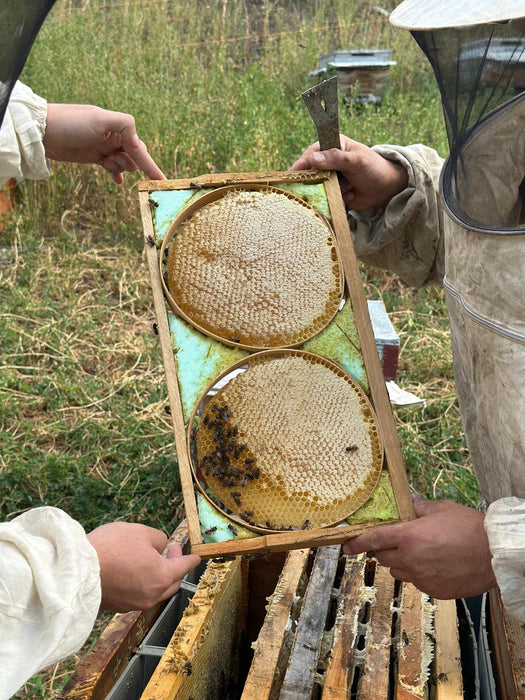 KARAKOVAN BALI (ÇİTA ÜZERİNDEN)